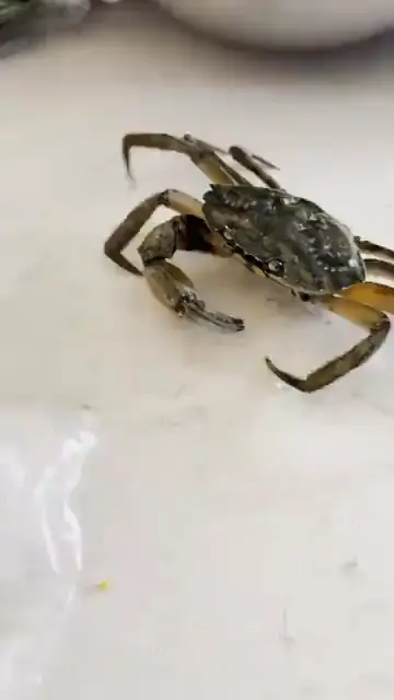 Crabe vivant au marché, en Algarve